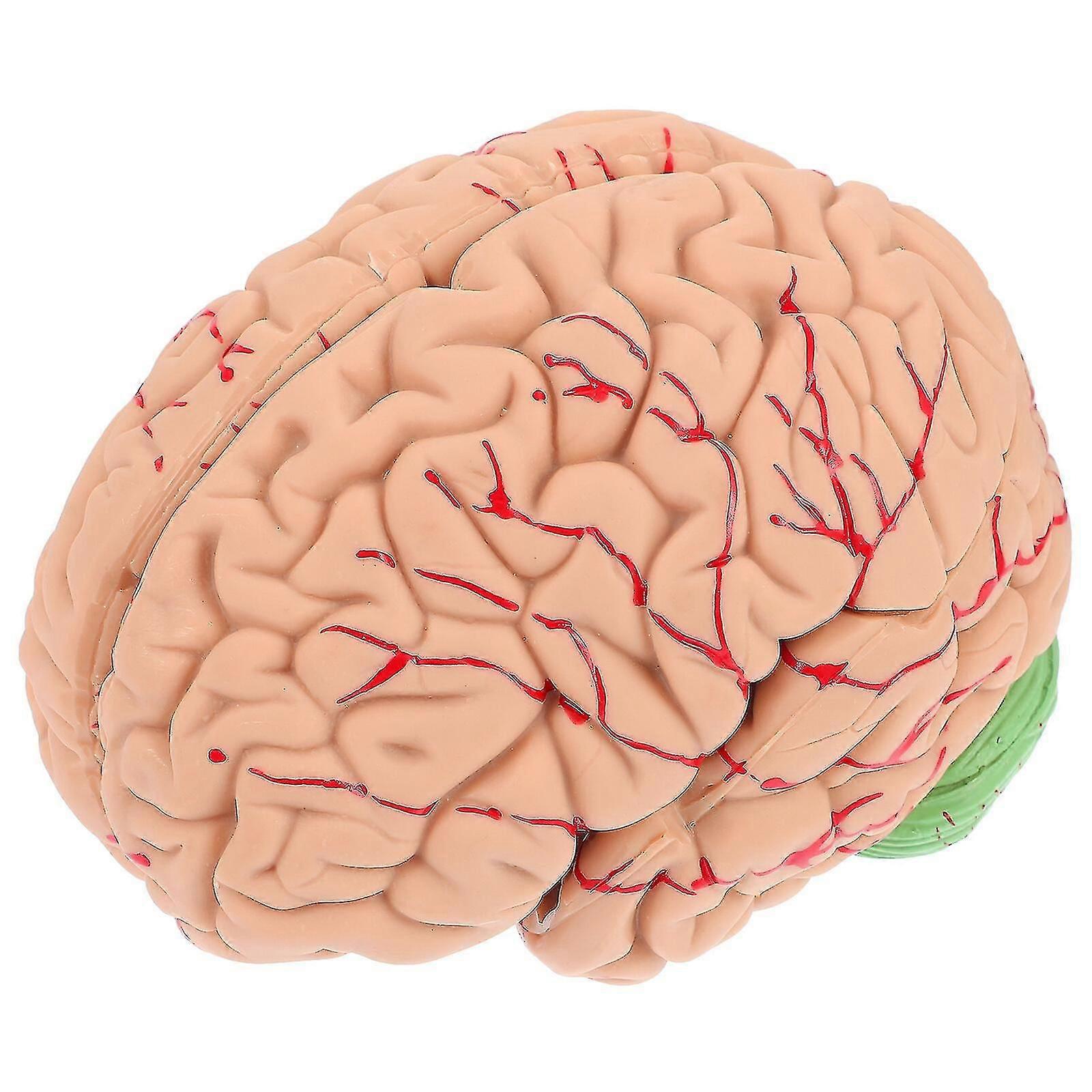 1pc Human Brain Teaching Model Medical Fake Brain Anatomical Display ModelAA