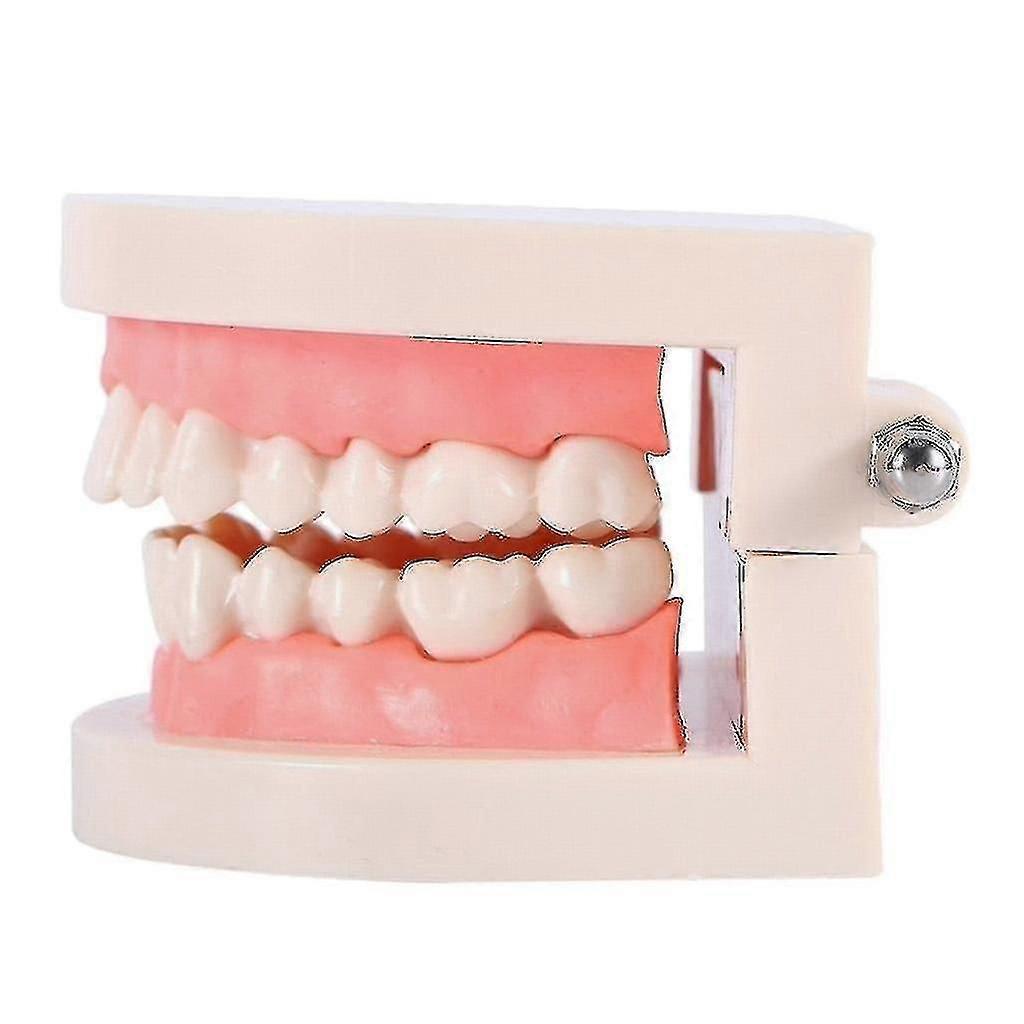 Teeth Teaching Model Standard Teeth Model Adult Teeth Model