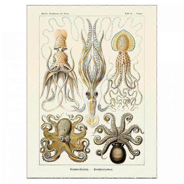 Ernst Haeckel Gamochonia Print