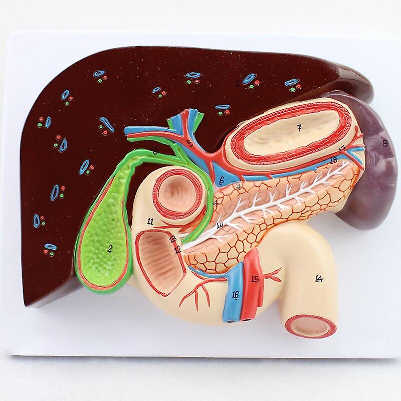 Human Liver Duodenum Spleen Anatomy Model Medical Science Teaching Resources