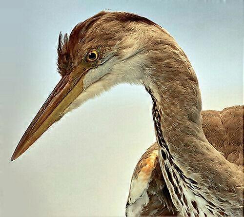 Aidan O039Rourke 365 - Volume 2 CD 2 discs (2019)