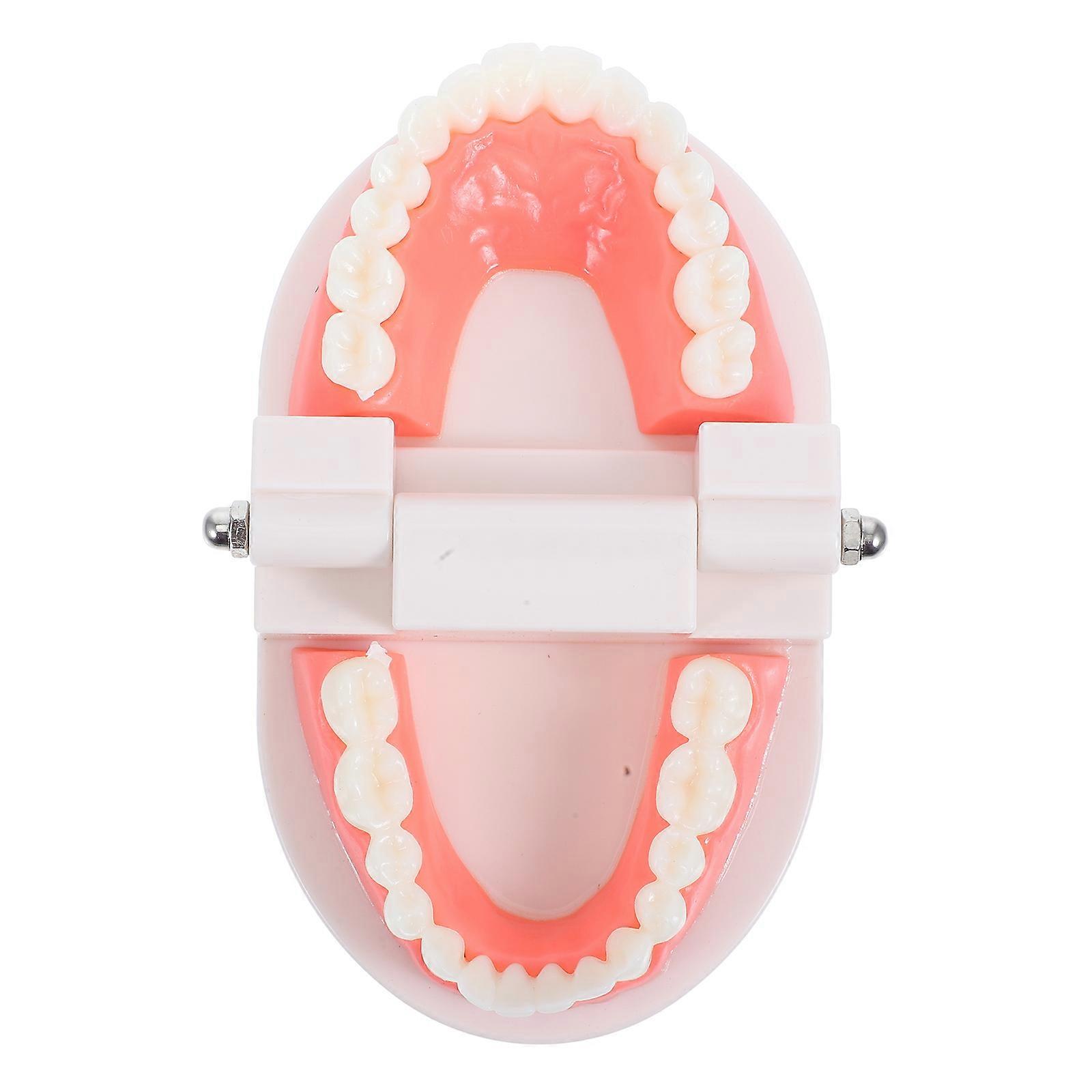 Typodont Model for Realistic Oral Teaching, Anatomically Correct Plastic Mouth Model for Educational Use, Simulated Teeth for Oral