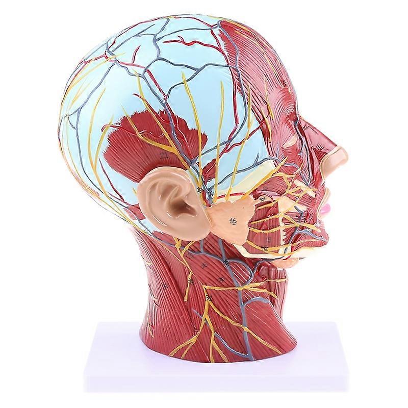 Baş Yüz Anatomisi için İnsan Anatomik Yarısı Tıbbi Beyin Boyun Medyan Bölüm St