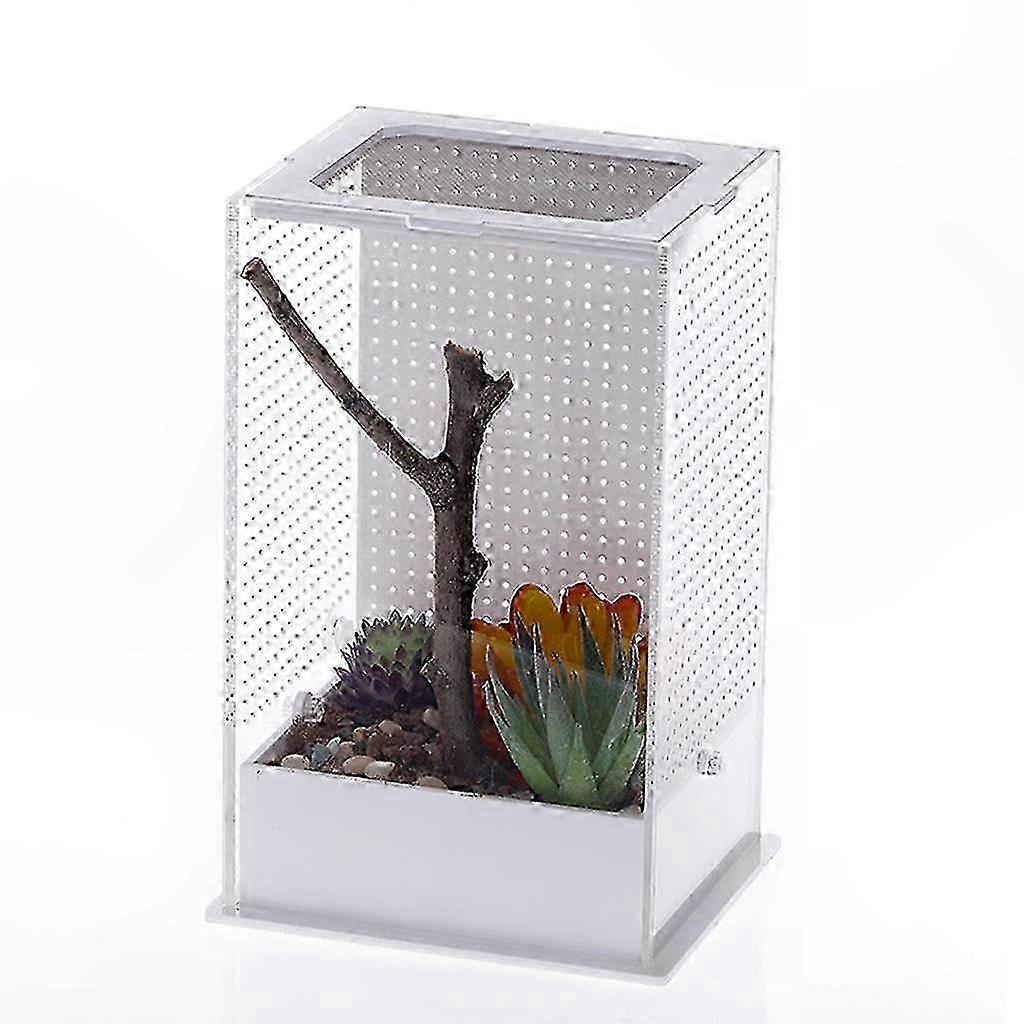 DIY-Friendly Insect Terrarium Container