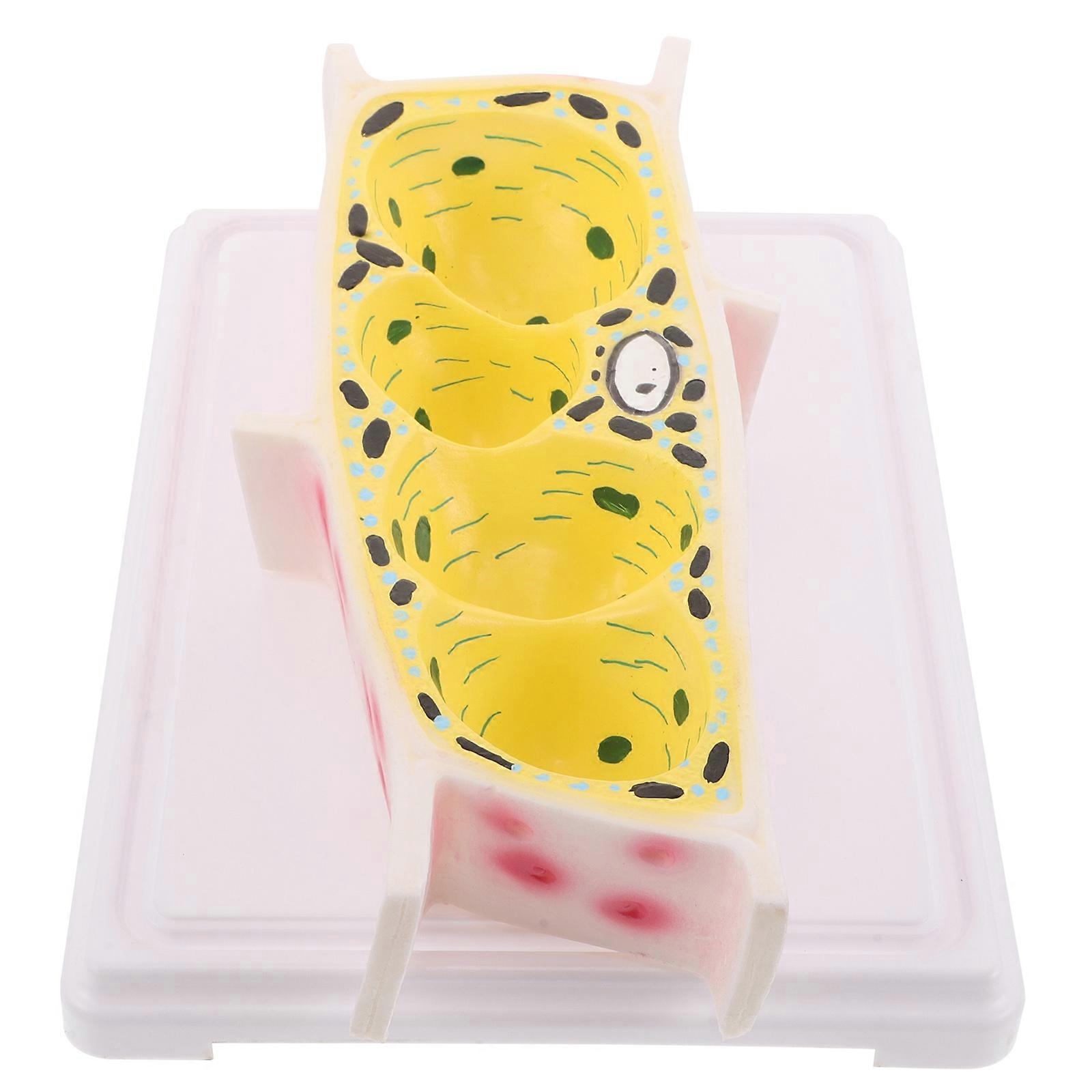 Plant Cell Demonstration for Biology Classroom Educational Use