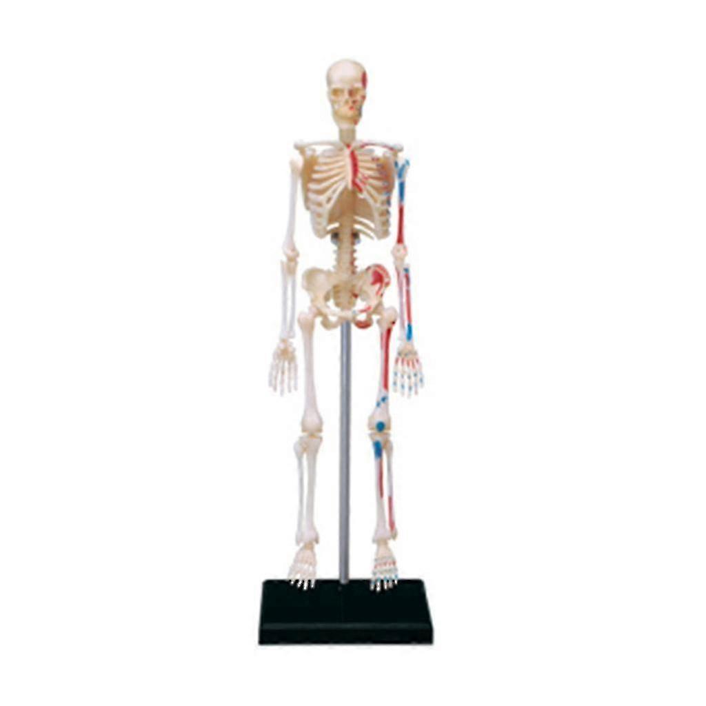 Human Skeleton Model Detachable Mini 8.8x6.2x19cm Teaching Anatomy Model