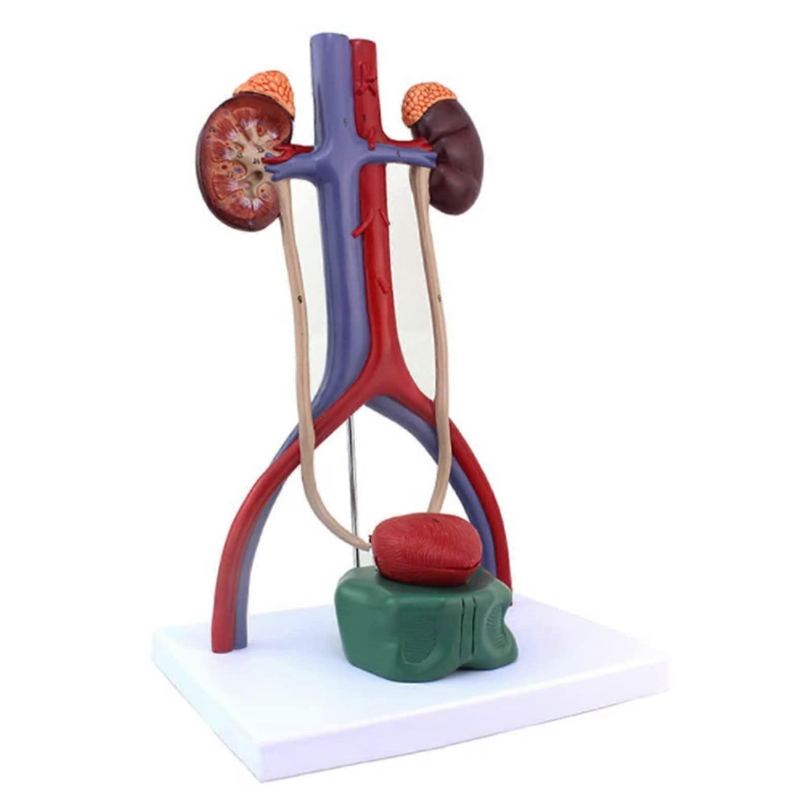 Human Urinary System Model with Detachable Bladder and ColorCoded Vessels, SixPart Kidney Anatomy for Teaching
