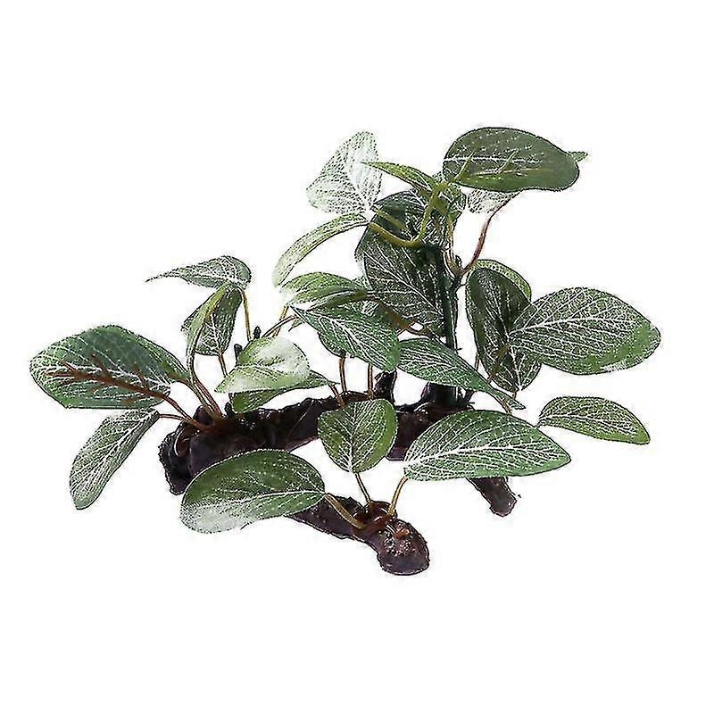 Aquarium Plants For Fish Tank