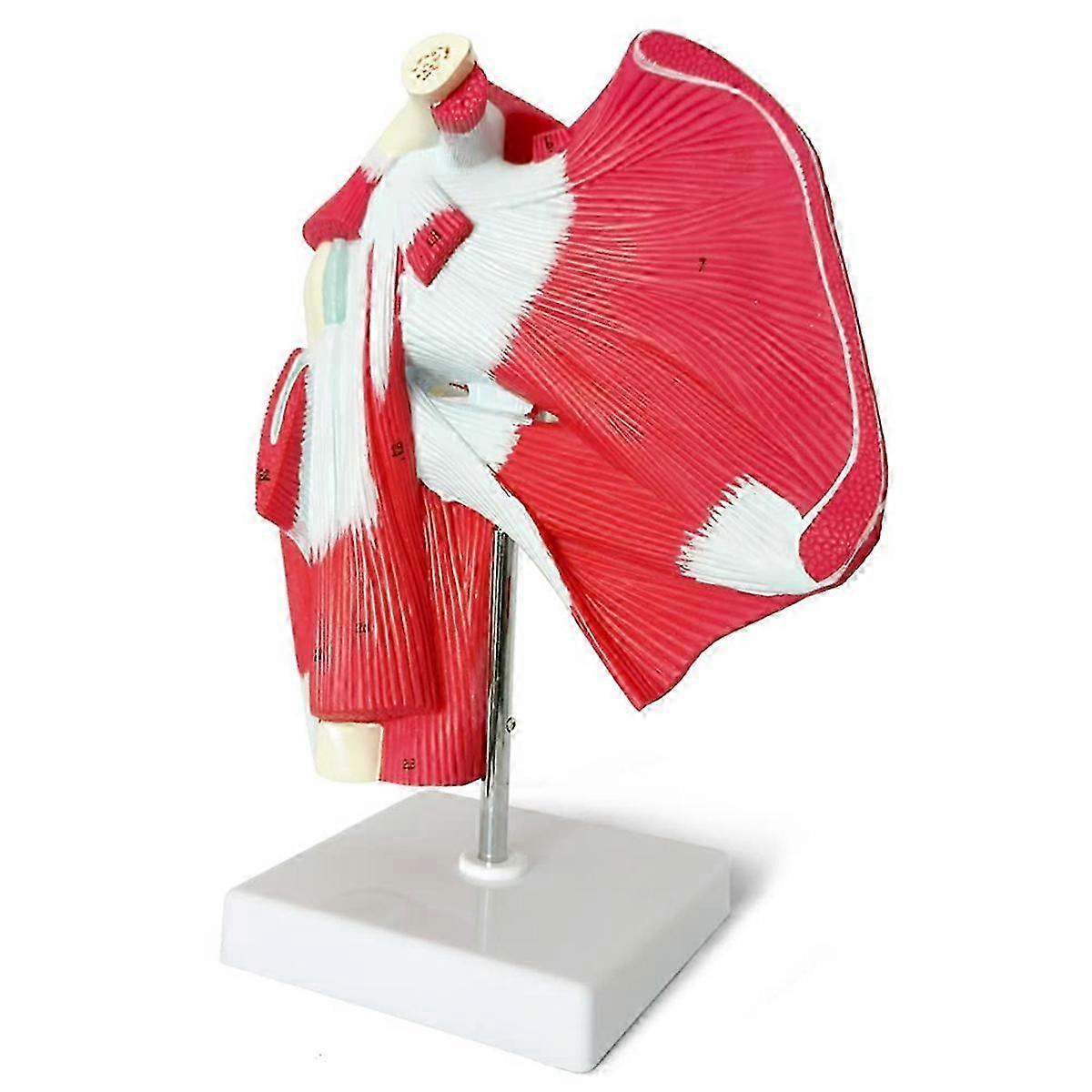 Muscled Shoulder Joint Model - Shows Complete Shoulder Musculature