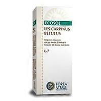 LES Carpinus Betullus 50 ml