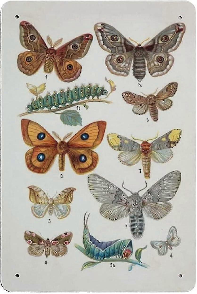 Cartaz Educacional Vintage Borboleta Sinal de Metal Decoração 8x12 Polegadas OU 12x16 Polegadas Modo 1659