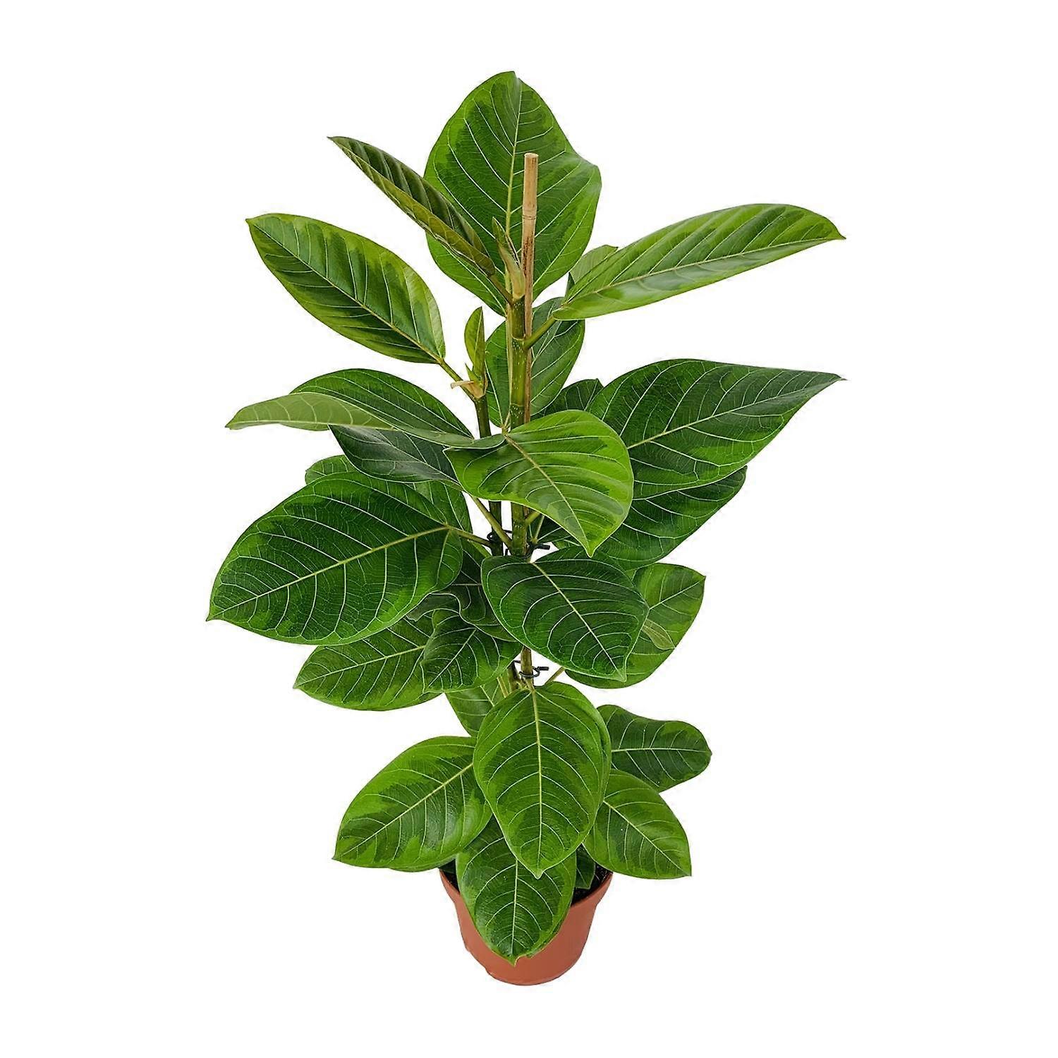 Ficus Benghalensis Roy - 75-85cm - Ø21cm