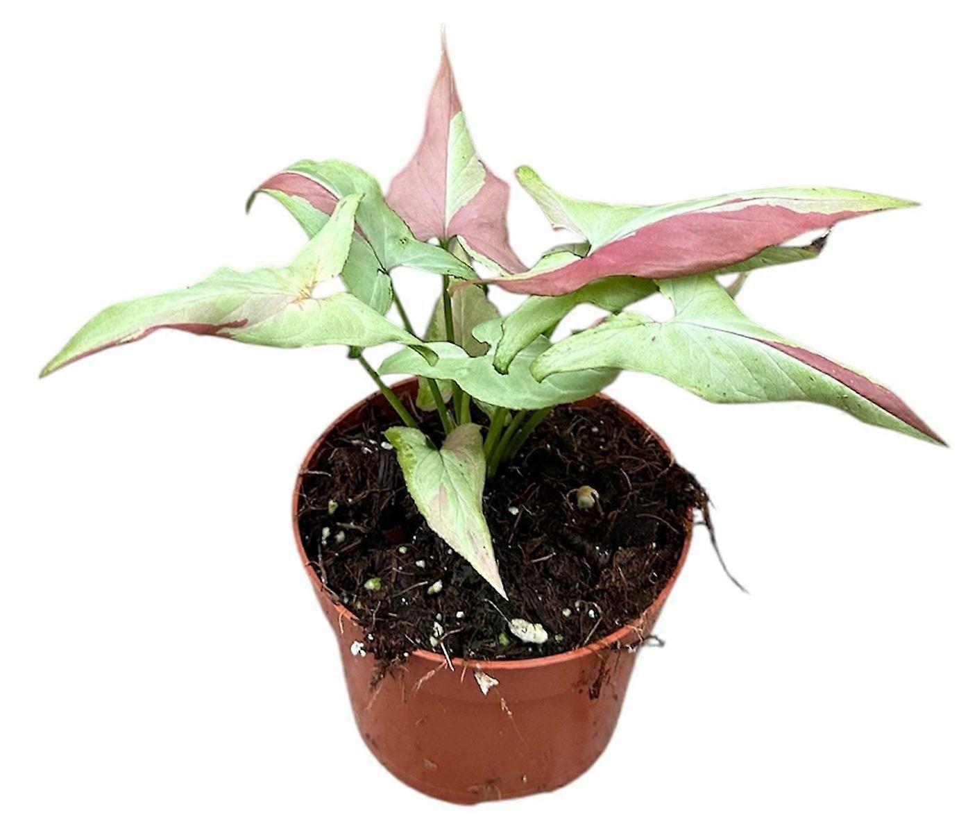Syngonium 'Orm Nagpum Variegata' D10.5