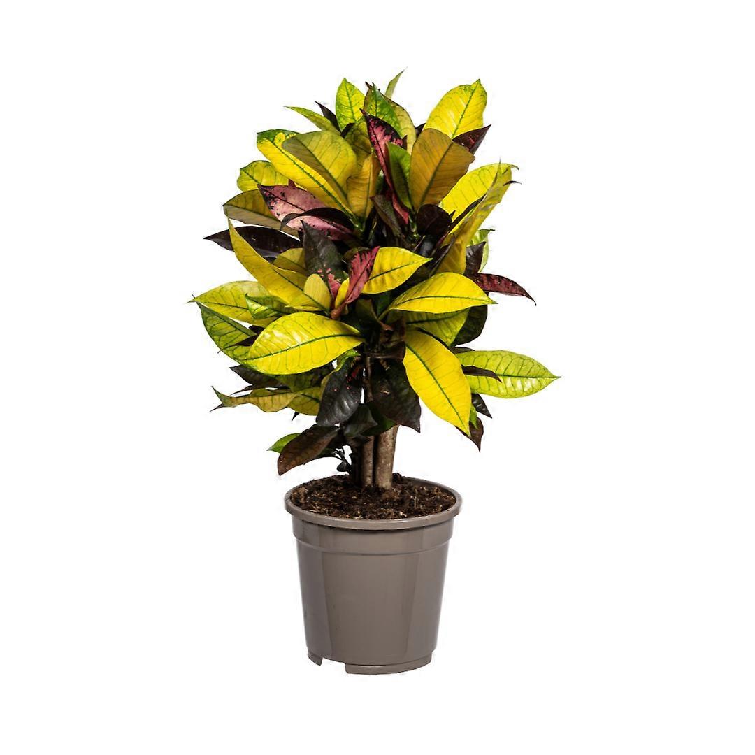 Codiaeum 'Croton' Iceton - 40-60cm - Ø17cm