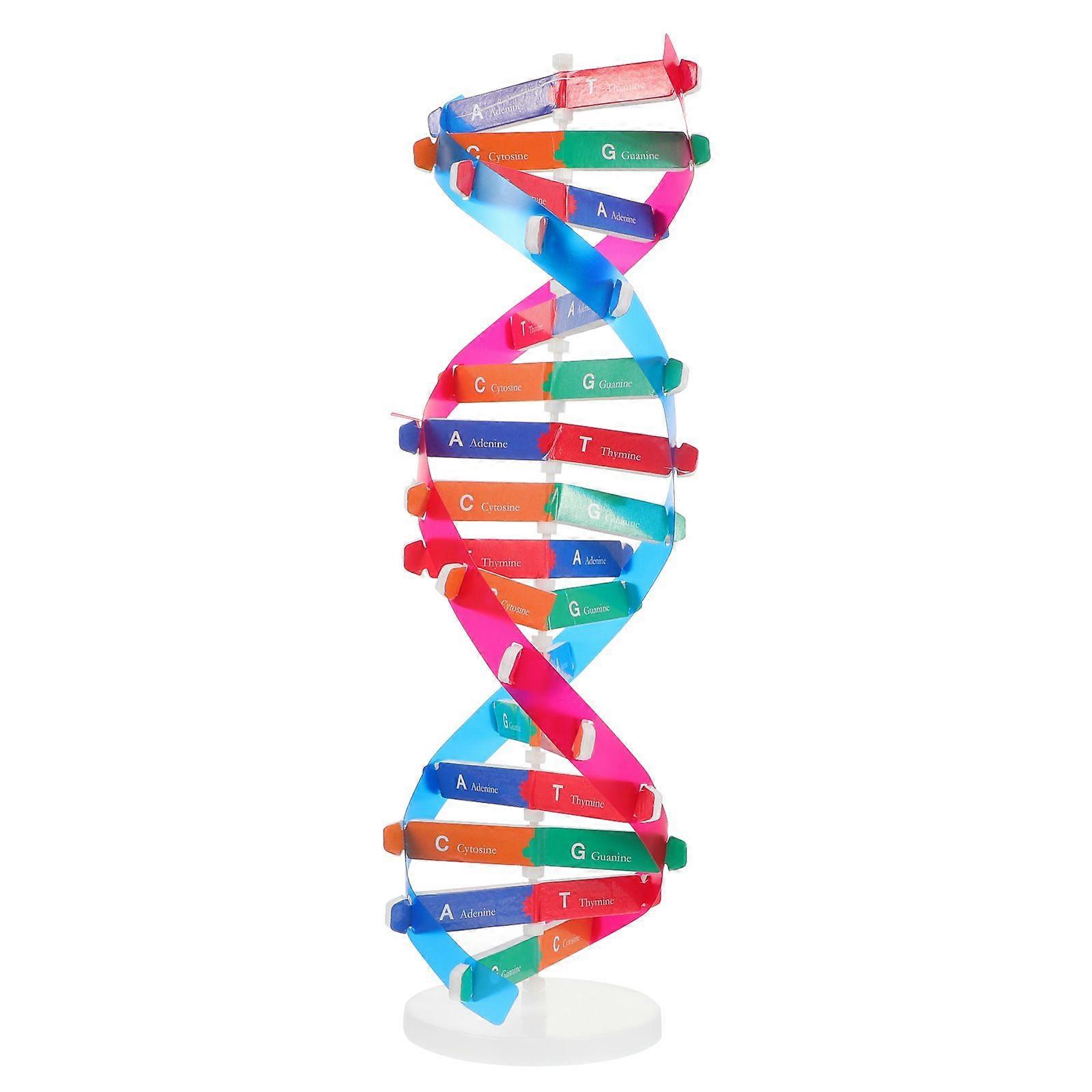 Double Helix Model DNA Model Science Educational Instrument Assembly Toy