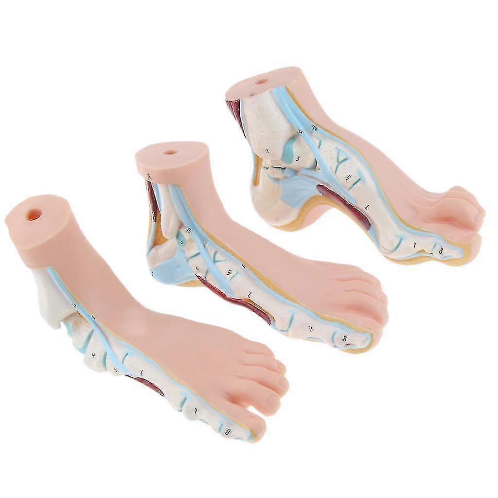 Human Normal Flat Arched Foot Anatomical Model