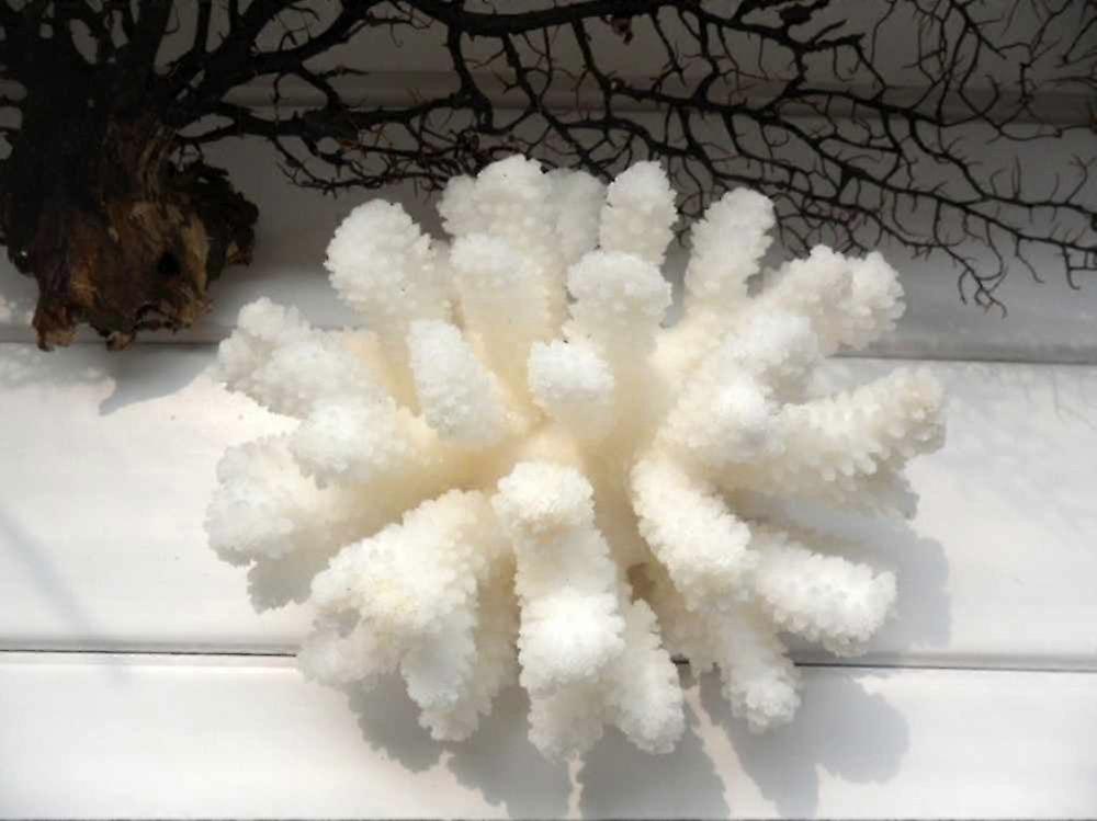 12-14Cm 100%天然珊瑚海白珊瑚树白珊瑚水族馆园林绿化家居摆件家居装饰