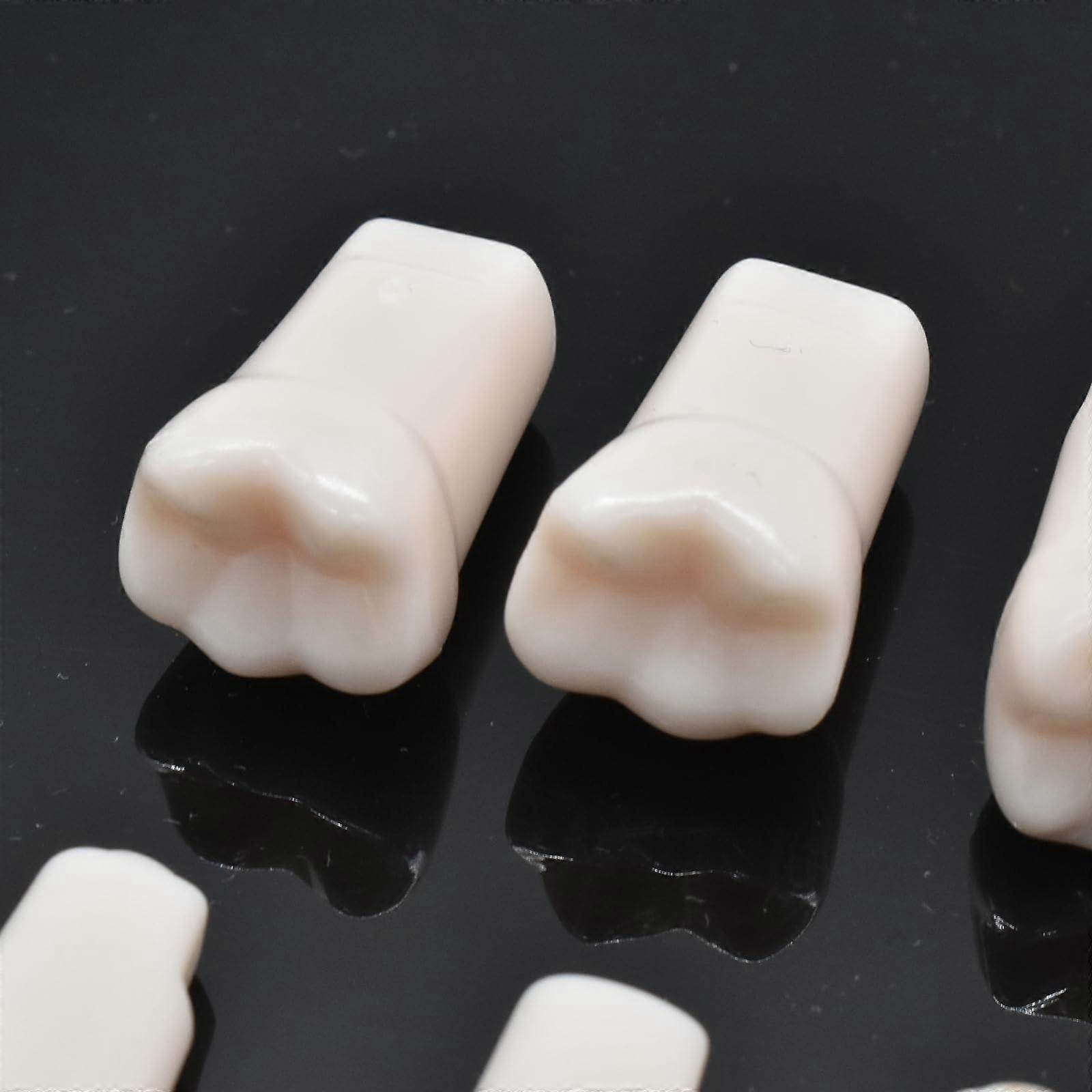 Dental Typodont Teeth 24 Pcs Removable Practice Tooth Model with Realistic Hardness for Training