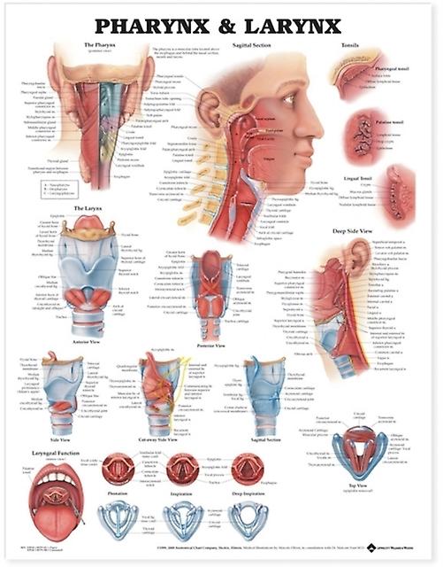 Pharynx Larynx Anatomical Chart Paperback Book