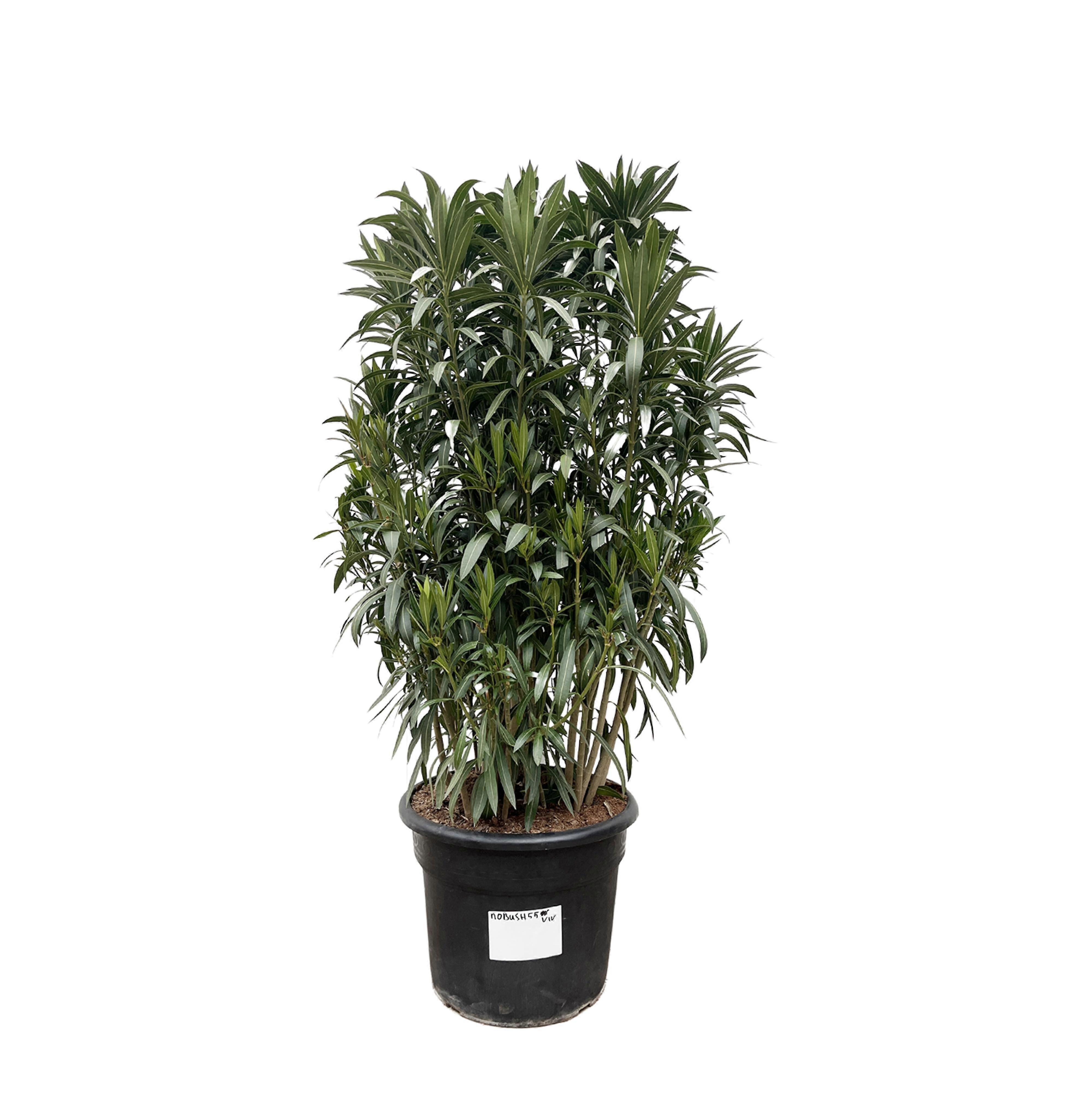Nerium Oleander Strauch - 180-190cm - Ø55cm