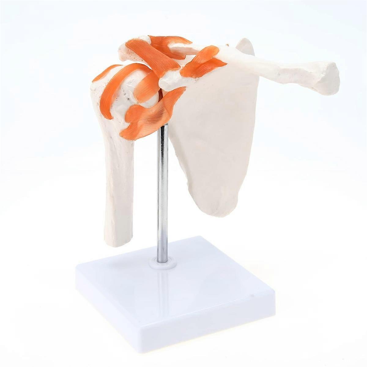 Medical Shoulder Anatomy Model with Functional Ligaments, Shoulder Joint Model for Medical Teaching