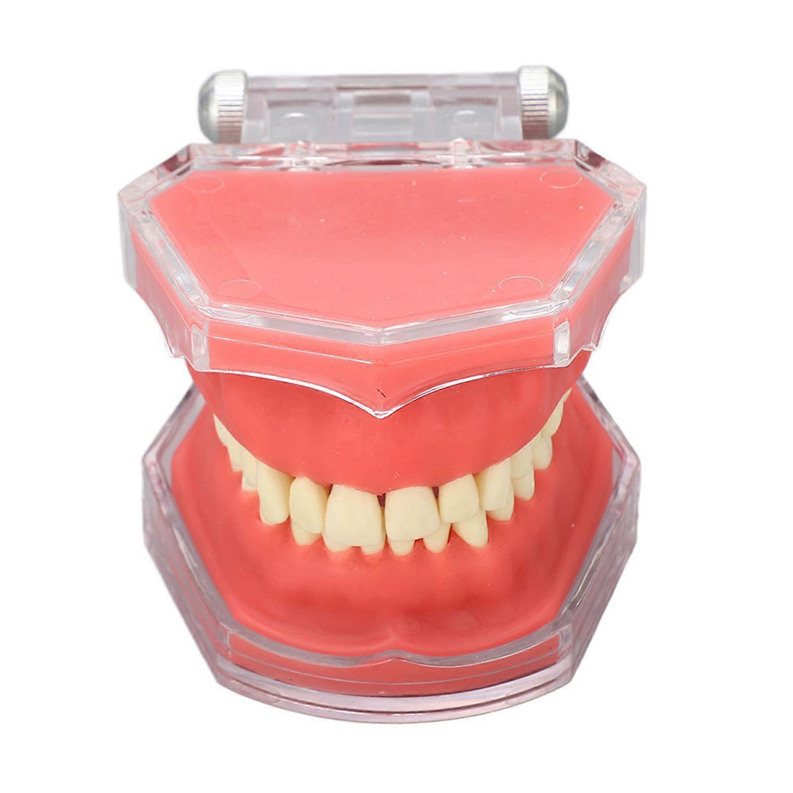 Gingiva Model Removable Teeth Soft Oral Demonstrating Dental Practice Teaching Tool