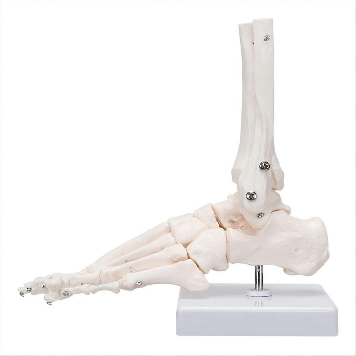 Foot Skeletal Model,, Simulating Natural Motion
