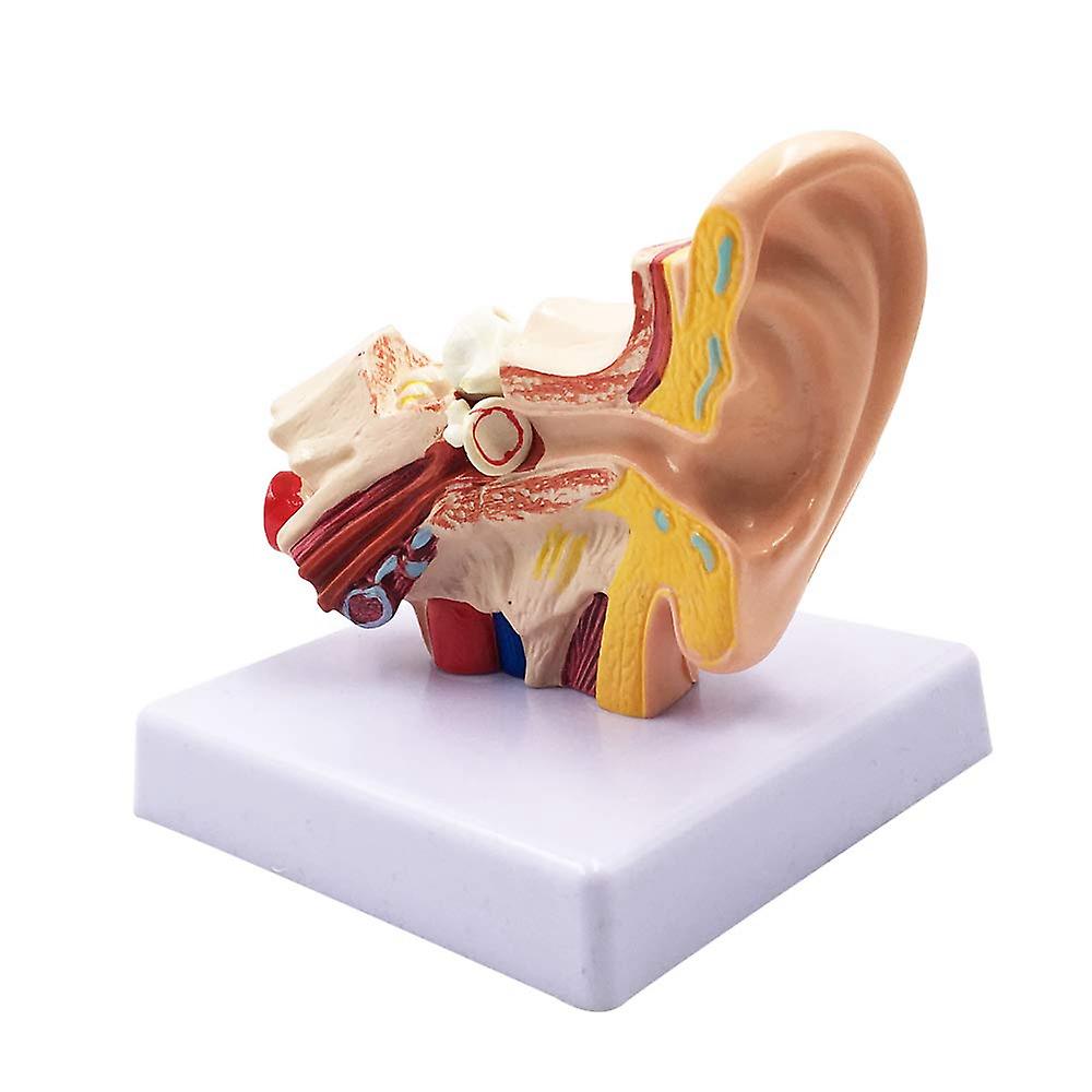 1.5X Human Ear Anatomy - Professional Desktop Inner Ear Structure Simulation for Education