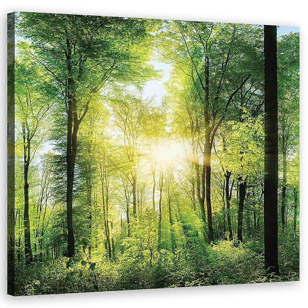 Lienzo, Sunshine Forest Natura Spa Violeta - 40x40