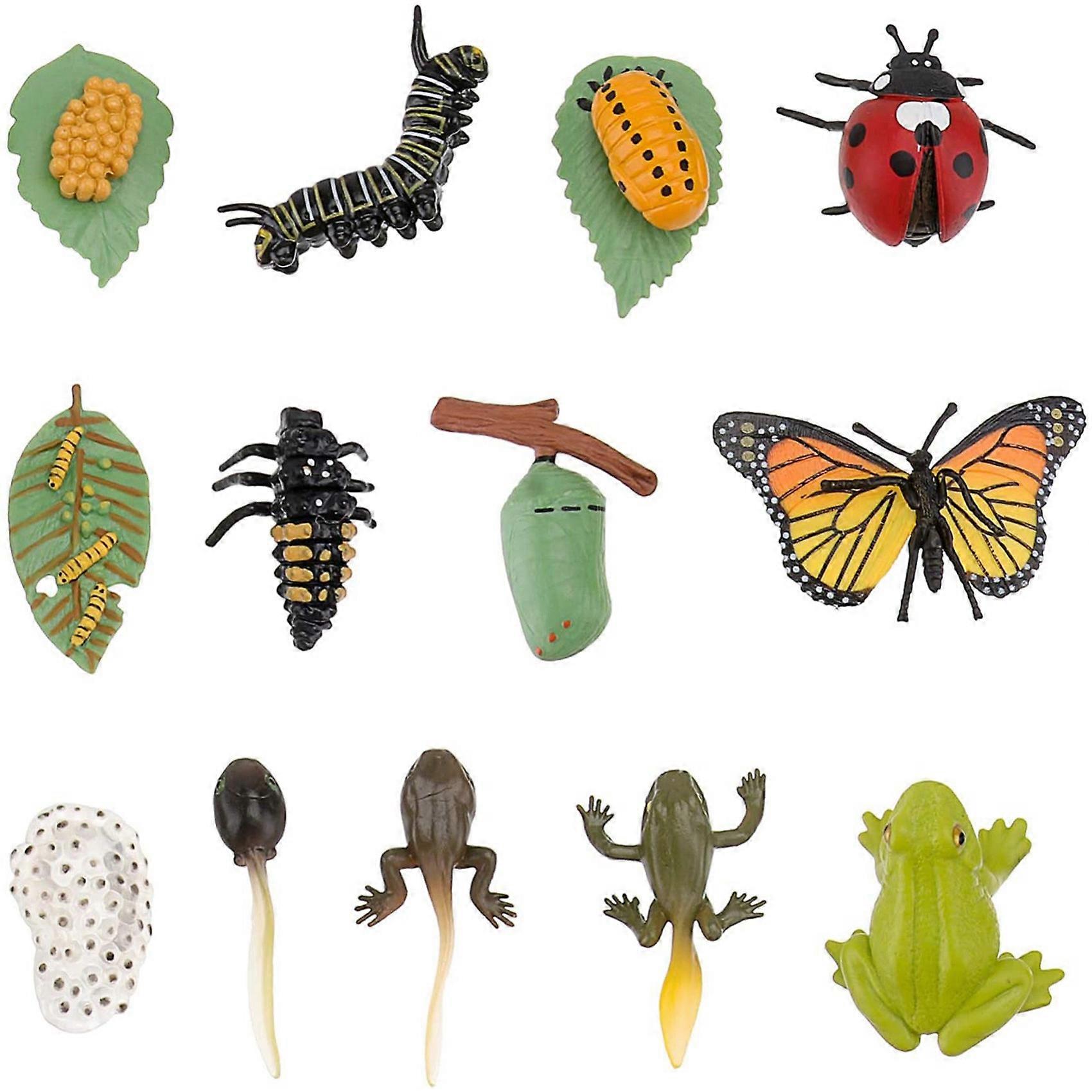 3 Sets Butterfly Frog Ladybug Growth Cycle Model Education Toy