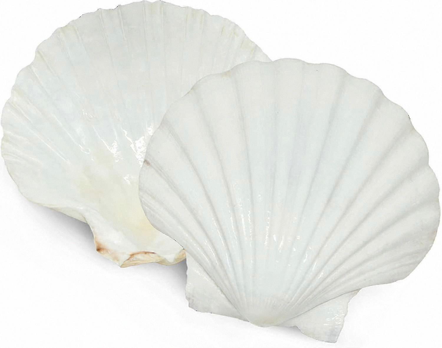 Set of 6 Natural White Scallop Shells for Food Serving, Baking, and DIY Craft Decoration