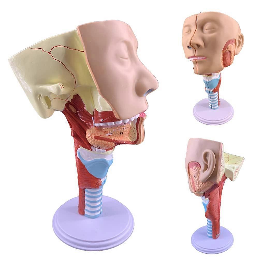 Anatomical Throat Model with ColorCoded Structures for Clear Human Pharynx Anatomy Study Aid