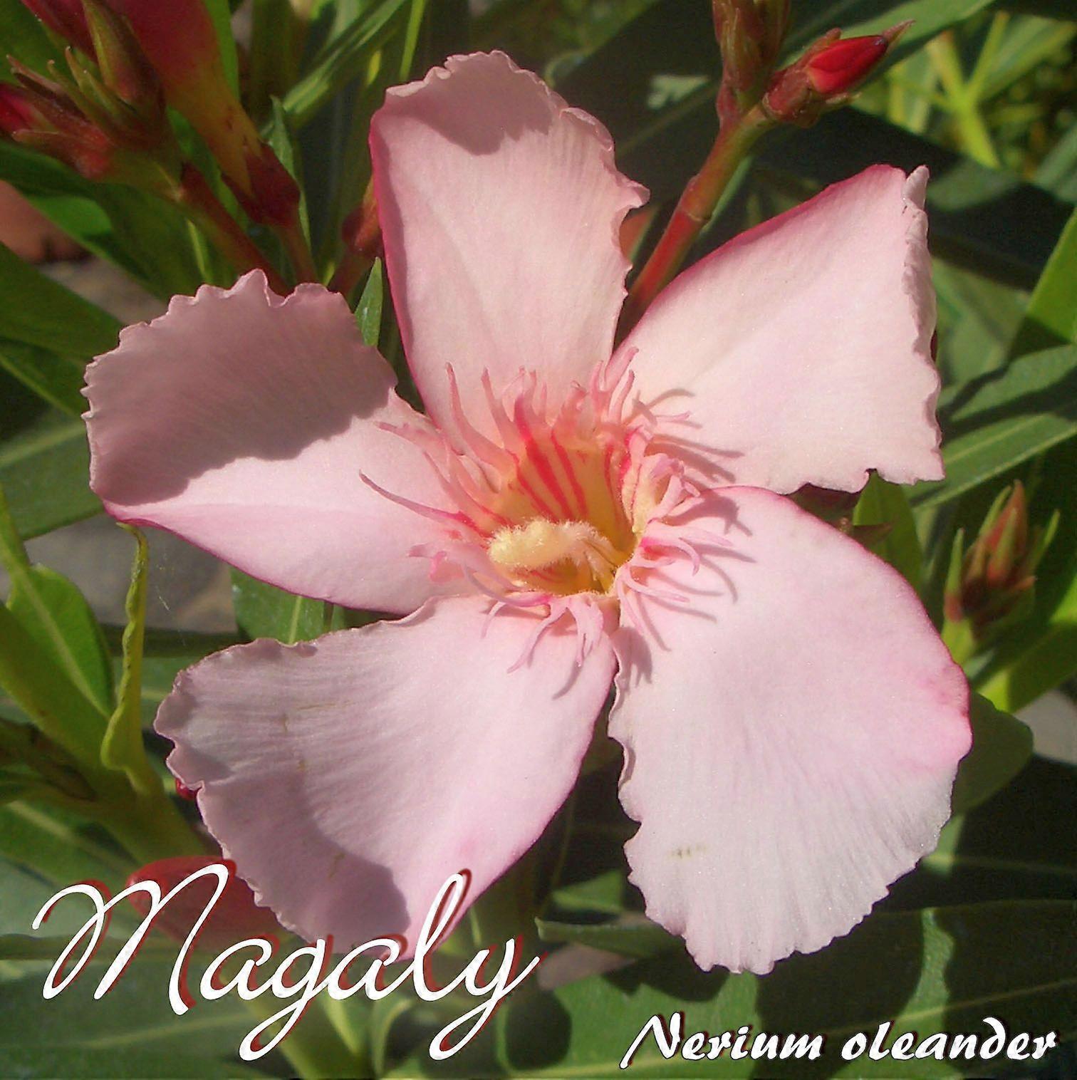 Oleander "Magaly" - Nerium oleander - Size C03