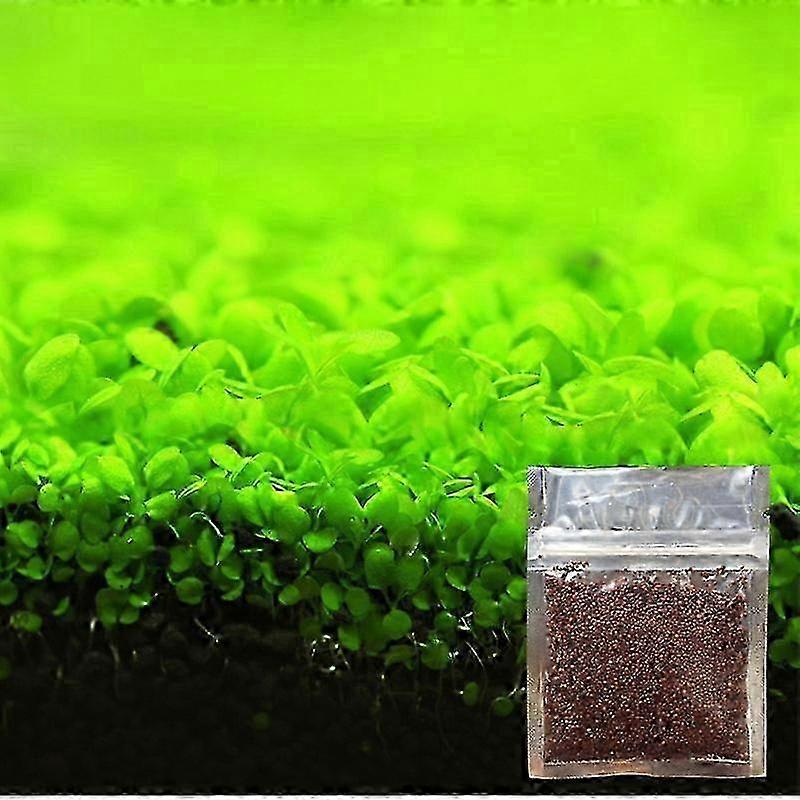 بذور نباتات حوض السمك الجديدة لتزيين حوض السمك - من السهل أن تنمو العشب المائي
