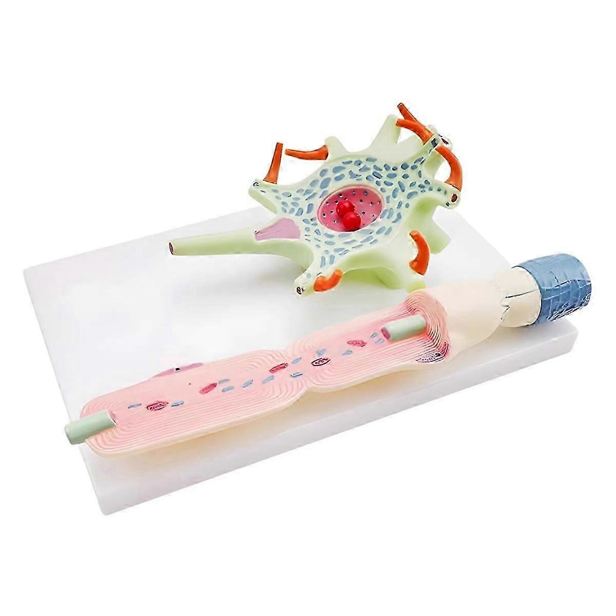 compatible for Teaching Science Education Instrument Neuron Cell Model