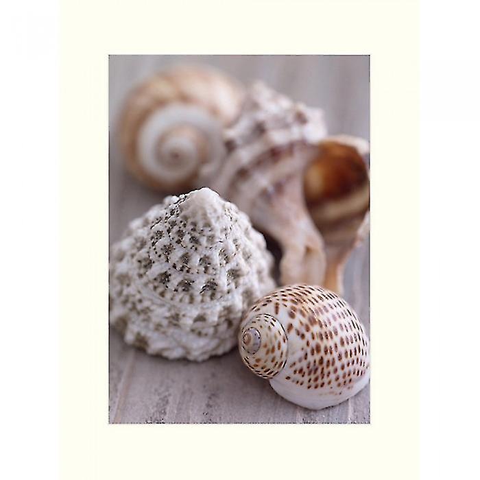 Howard Shooter & Lauren Floodgate Shell Collection Print