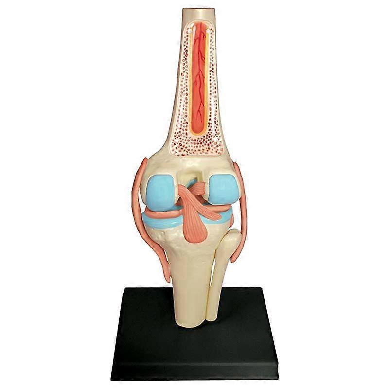 Medical Torso Human Body Model Education Knee Joint Organs Model for Student Teaching Study Assembl