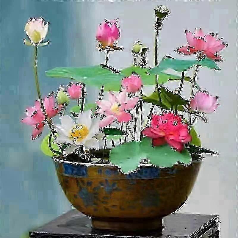 2025 10 件混合颜色盆景碗莲子 - 异国情调睡莲花植物种子,用于观赏池塘和家庭种植