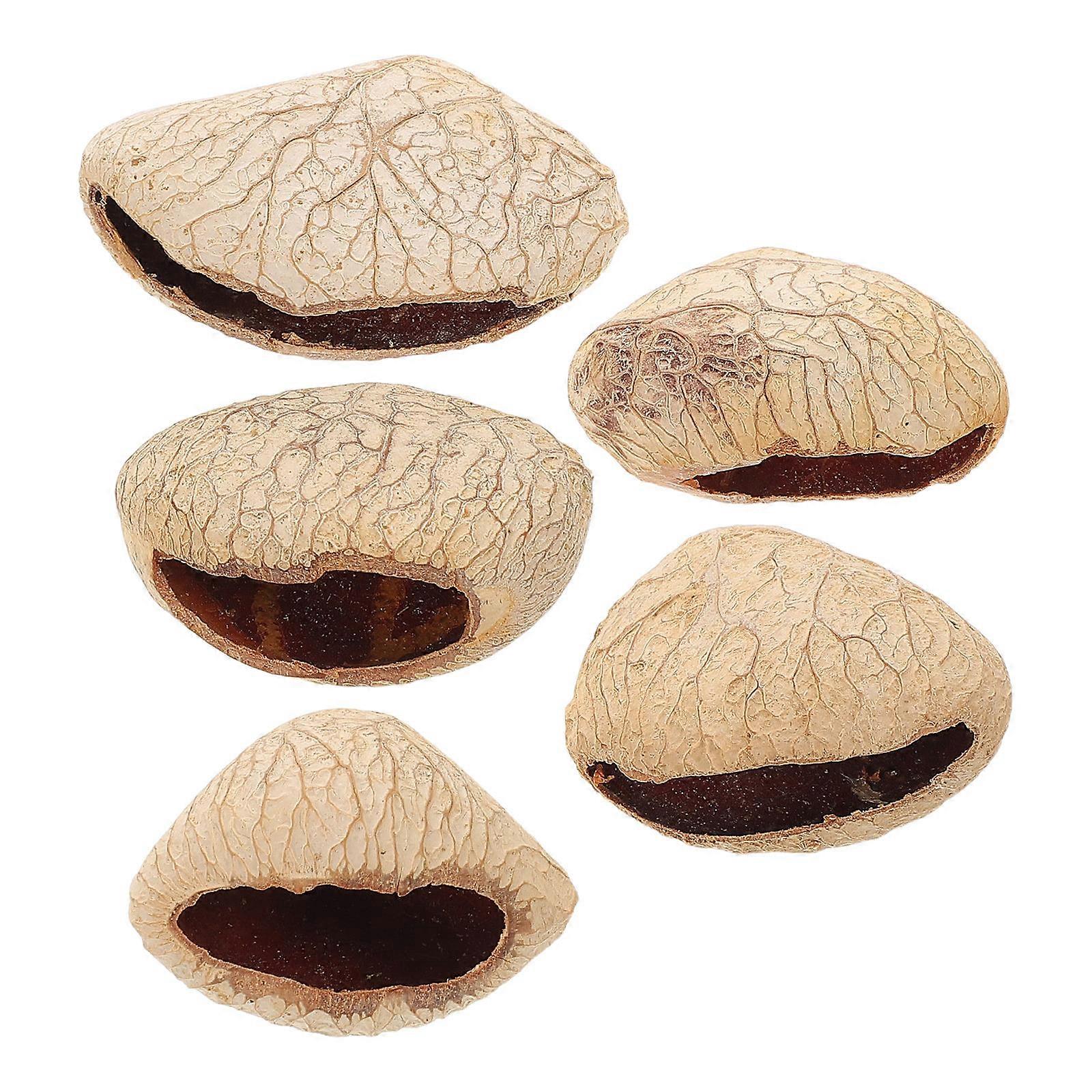 Music Shaker Instrument Pangi Seed Shell for Dance 20Pcs