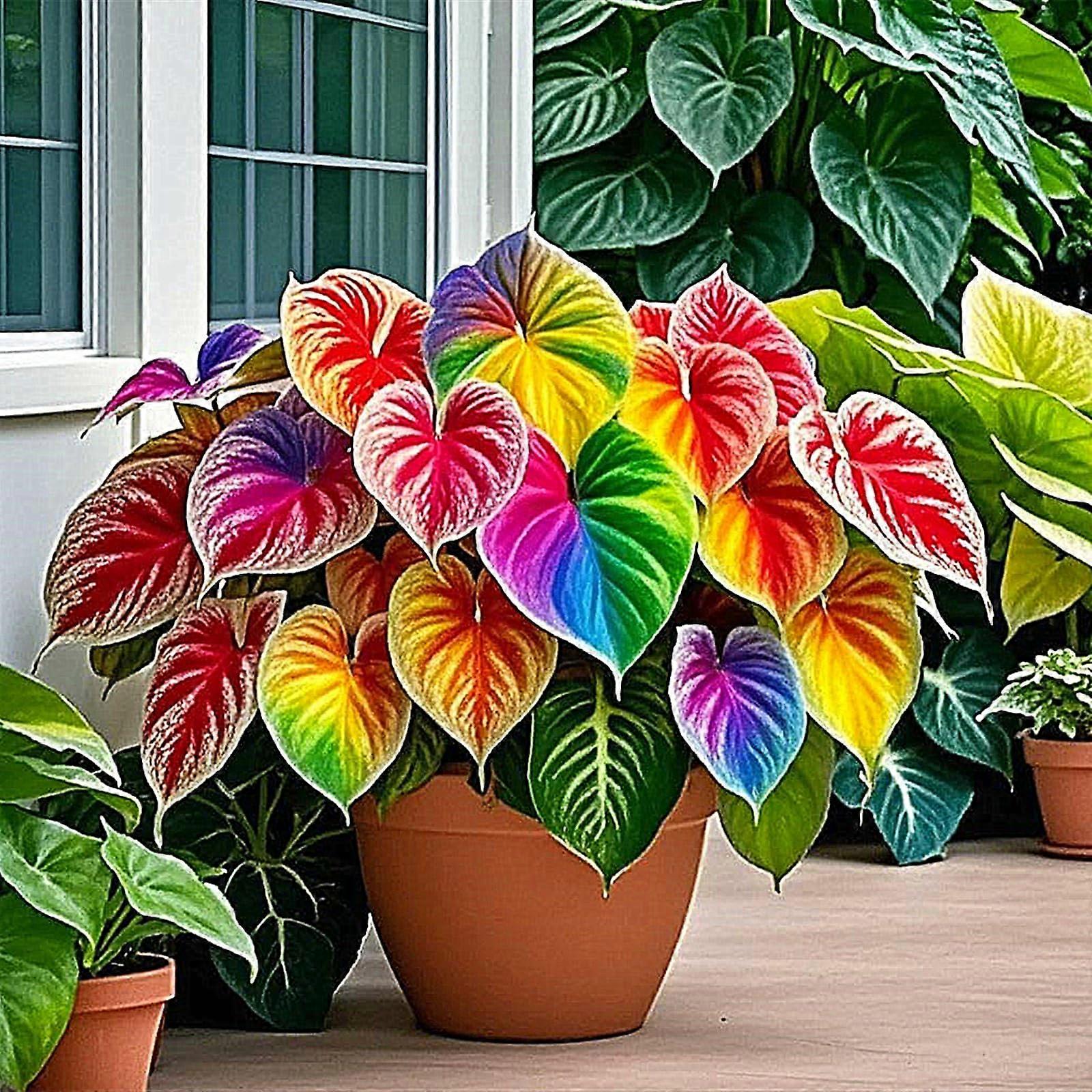 Mix Golden Jade Hosta Plants For , Container Friendly, 5 Plant Bundle, Shade Tolerant, Green Gold Foliage