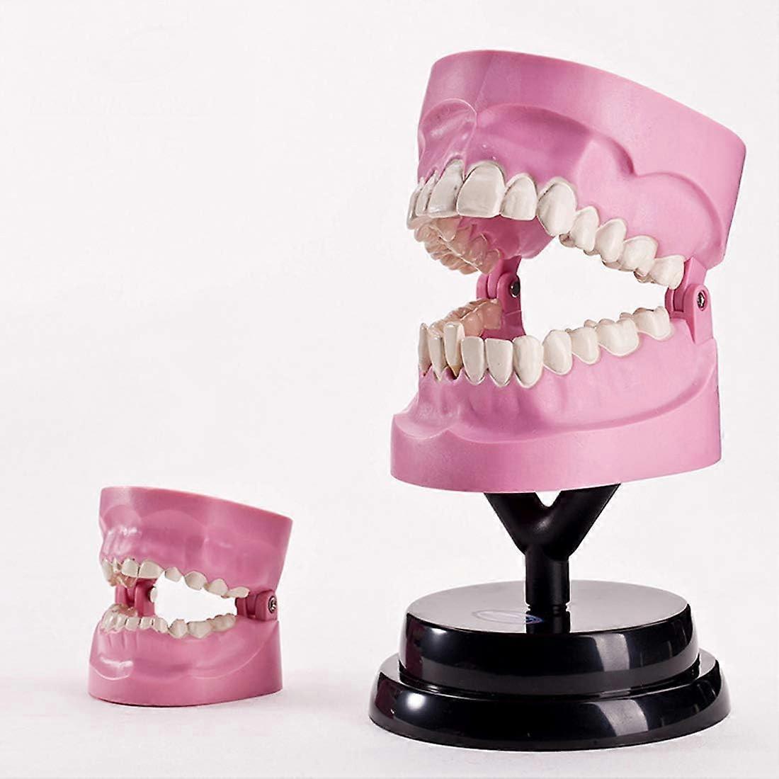 Dental Anatomy Model with Detachable Tooth Sections, PVC Human Teeth Model for Teaching and Training