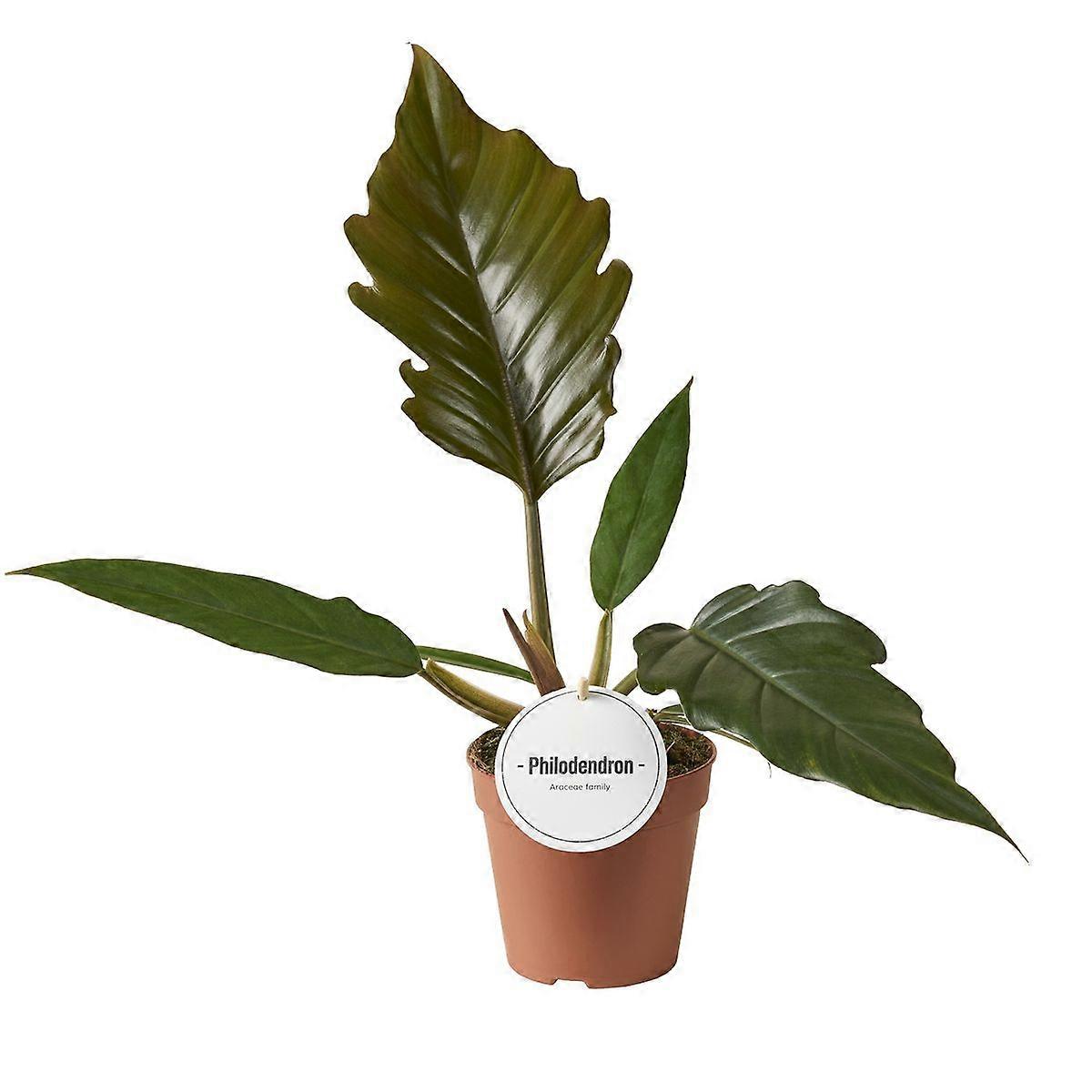 Philodendron 'Choco Empress' D12