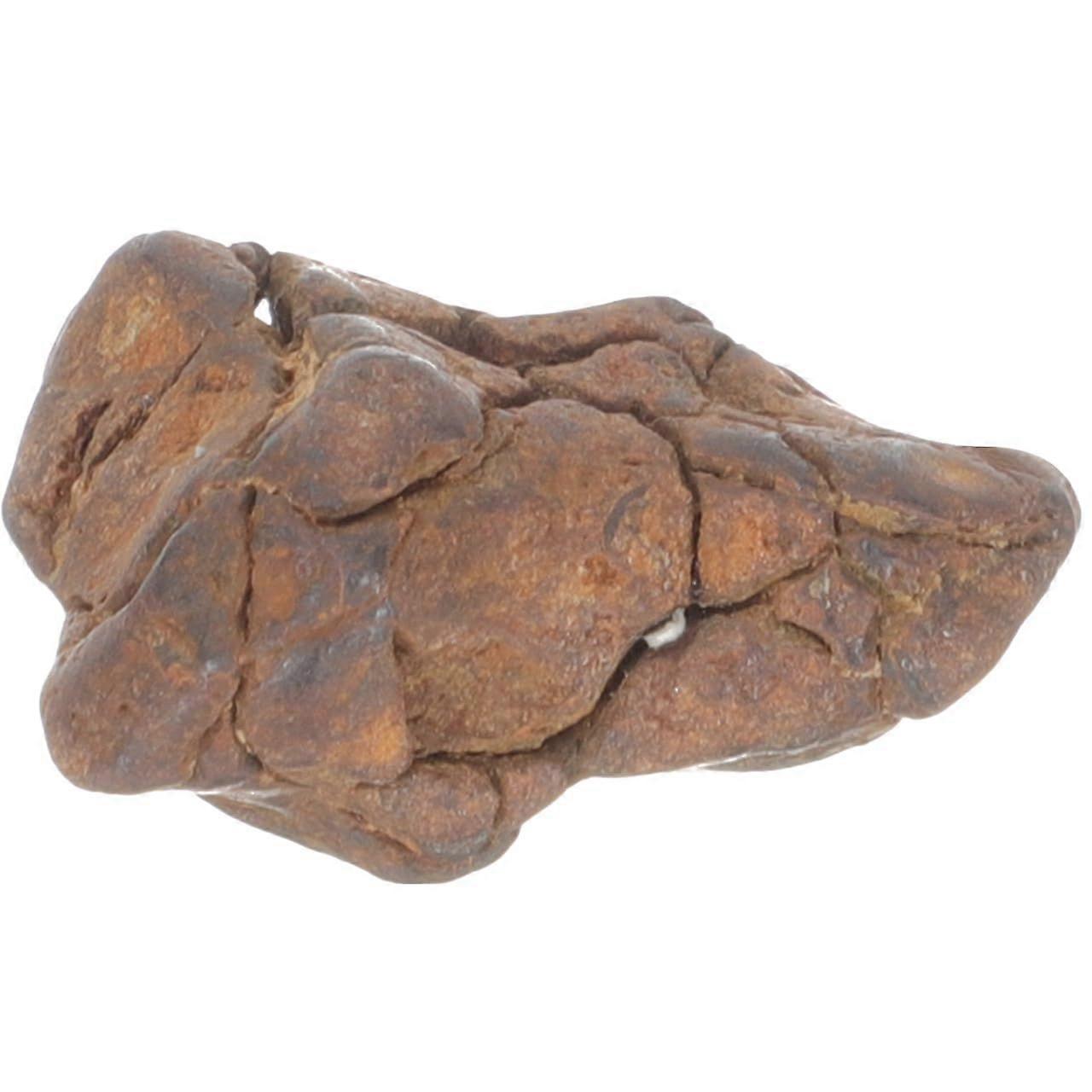 Specimen Teaching Sample Educational Scientific Ornament