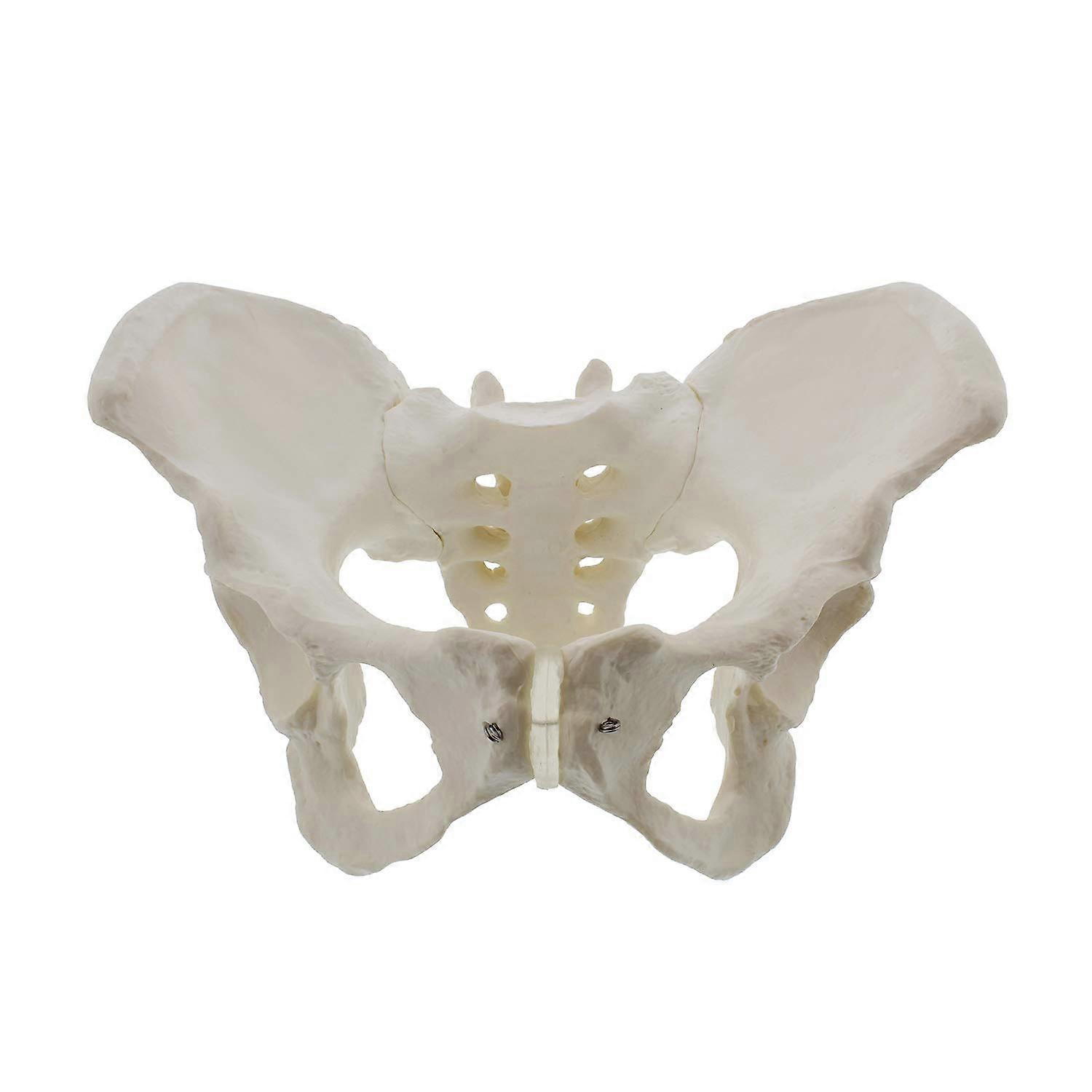 Full-Scale Female Hip Bone Anatomy Model