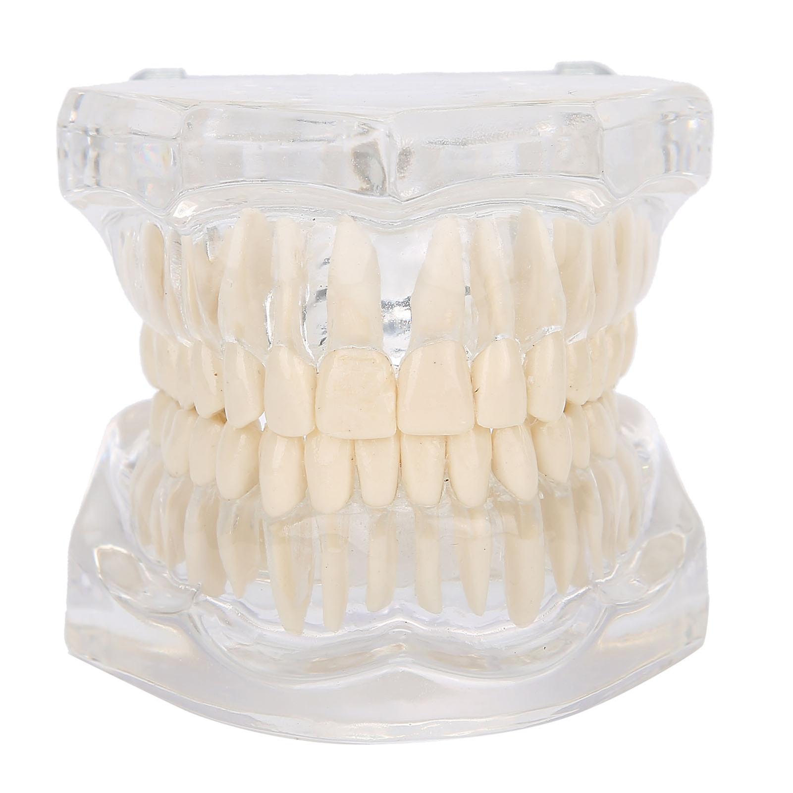 Transparent Acrylic Teeth Model Simulation Dental Teeth Model for Teaching Demonstration