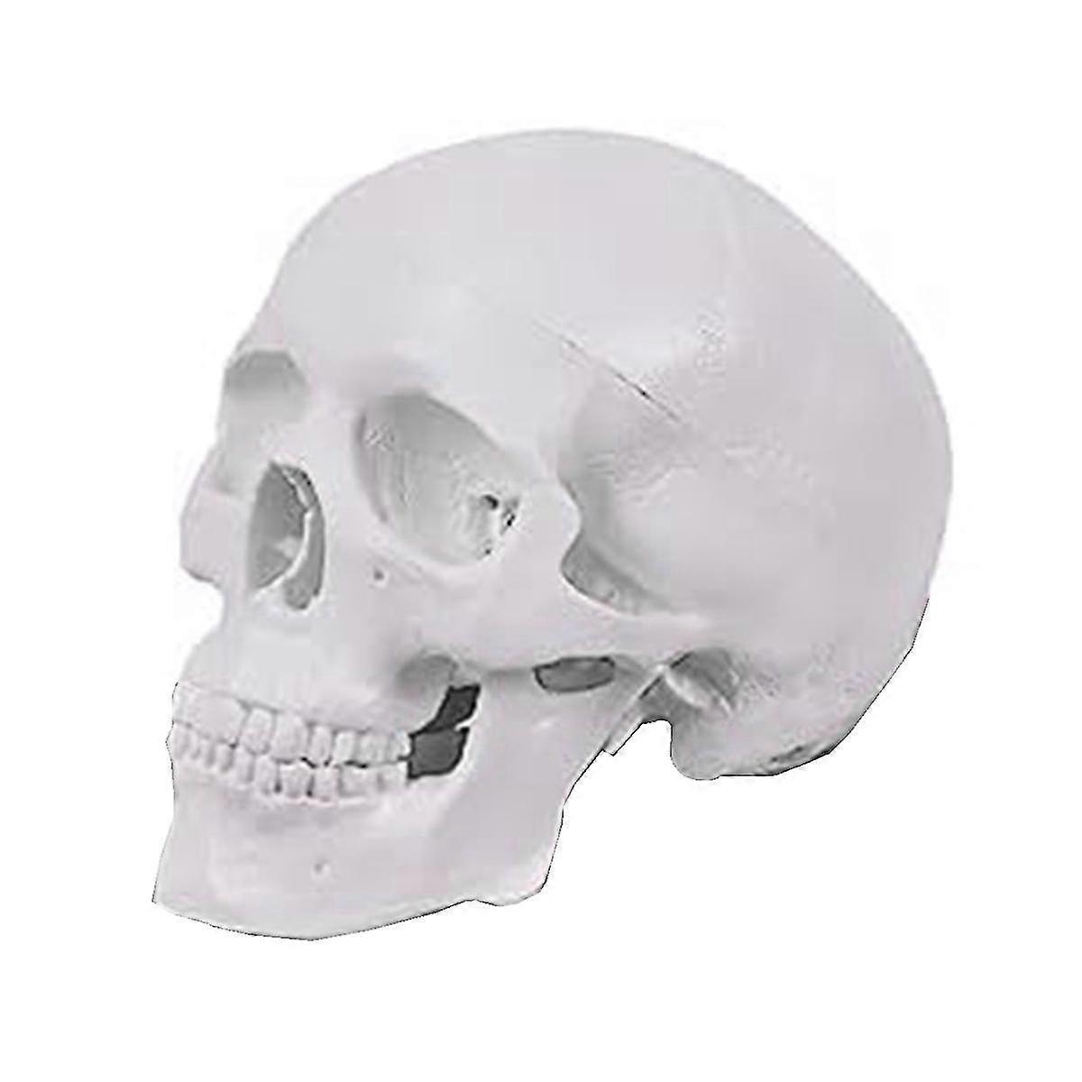 Mini Human Skull Model, 3 Parts Anatomical Skull Model With Removable Skull Cap And Articulated Man
