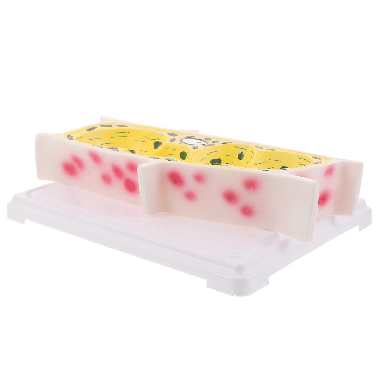 Plant Cell Model Onion Epidermal Cell Model for Biology Classroom Use