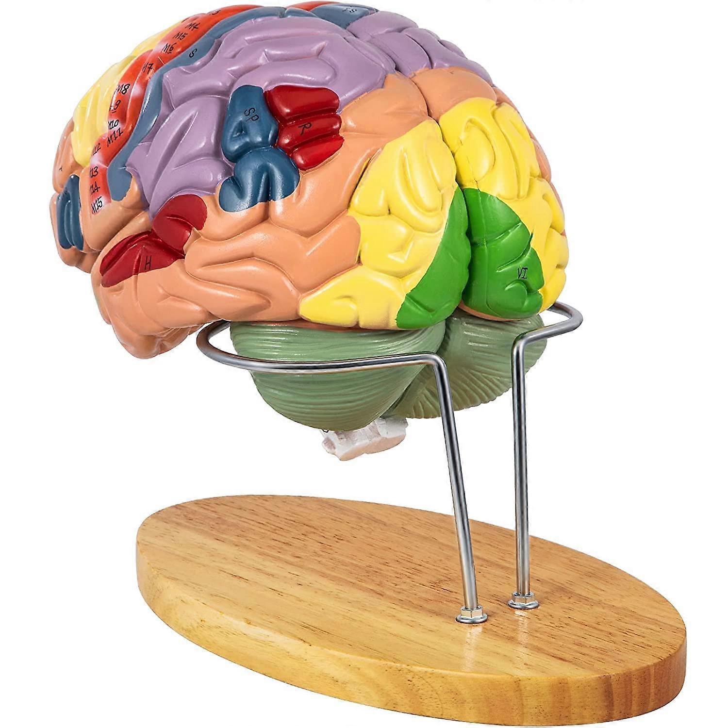 Life Size 4 Part Human Brain Model with Wooden Base, Color Coded Anatomy Model for Classroom Teaching