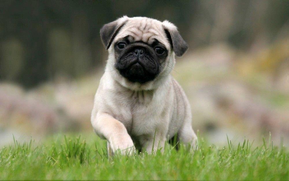 Quebra-cabeças PUG TD929