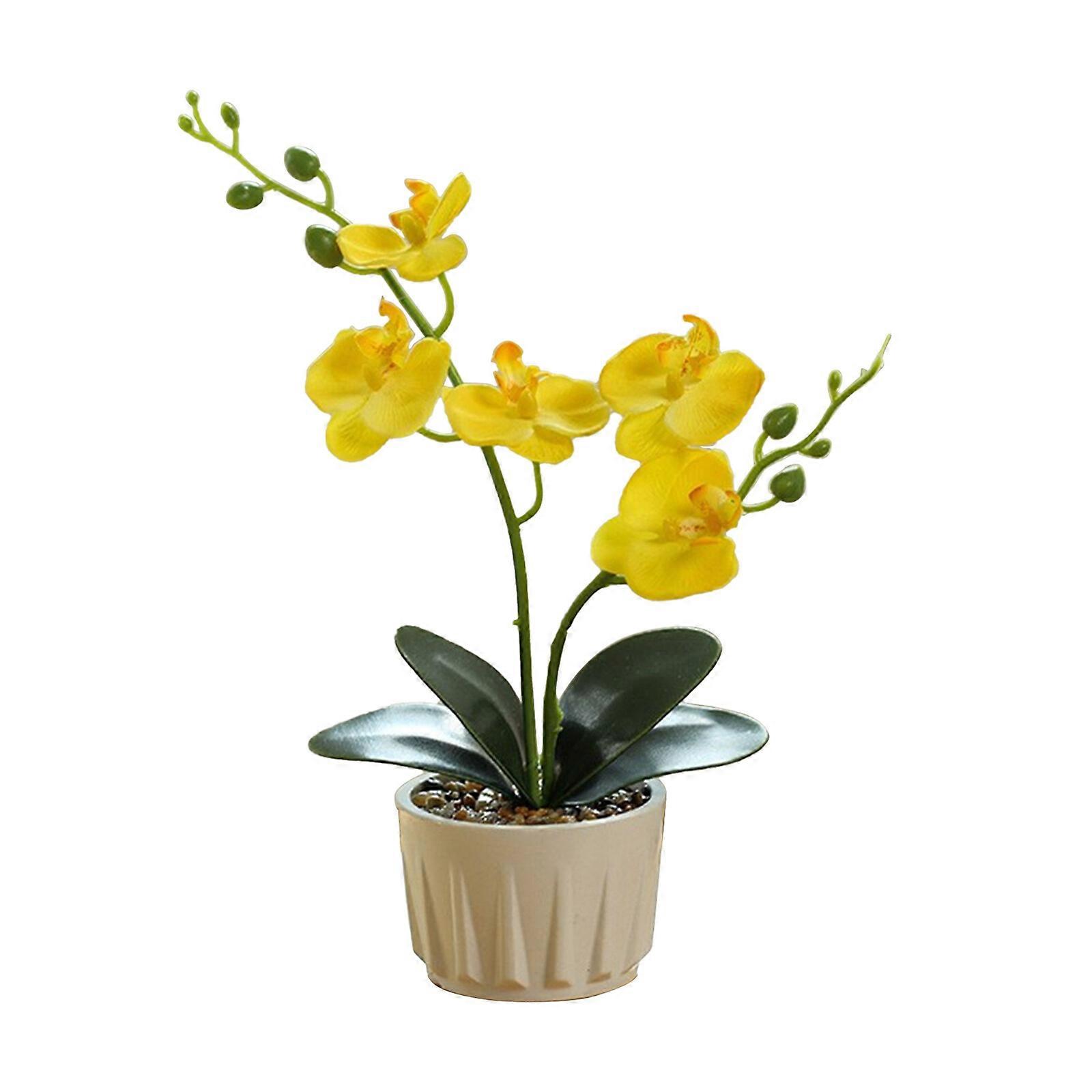 Bonsai of two forked and five flowered phalaenopsis